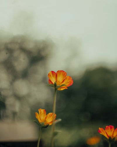 黄色和红色的花在透镜倾斜转变

